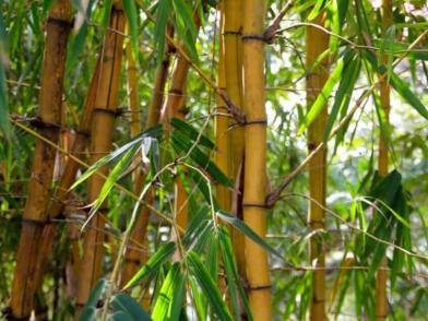 Hainele din bambus 